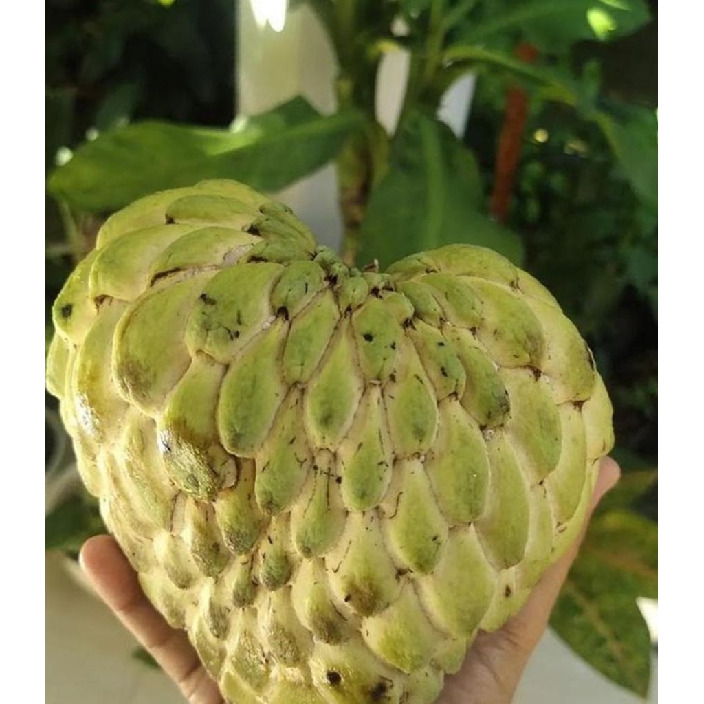 bibit pohon buah Srikaya jumbo madu