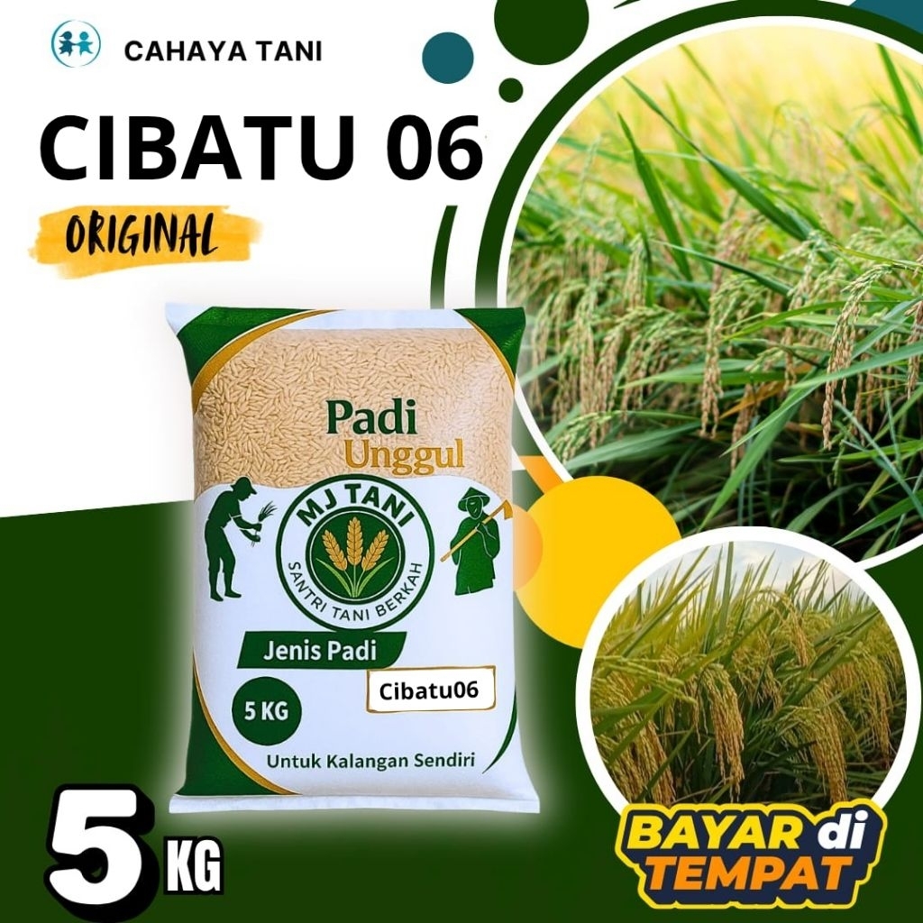 bibit padi terbaru CIBATU 06