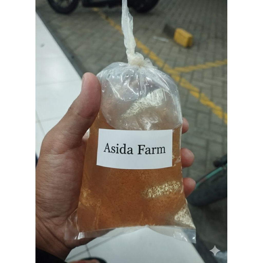 Kutu Air Moina Macrocoppa, Starter Kutu Air, Moina Macrocopa/Beli 3 Gratis 1