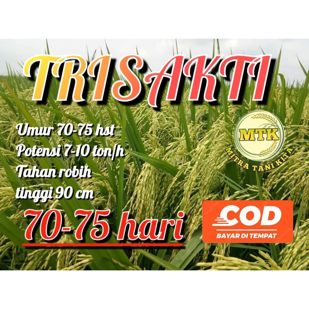 Benih Padi terbaru TRISAKTI Padi Super Genjah kemasan 5kg hasil melimpah