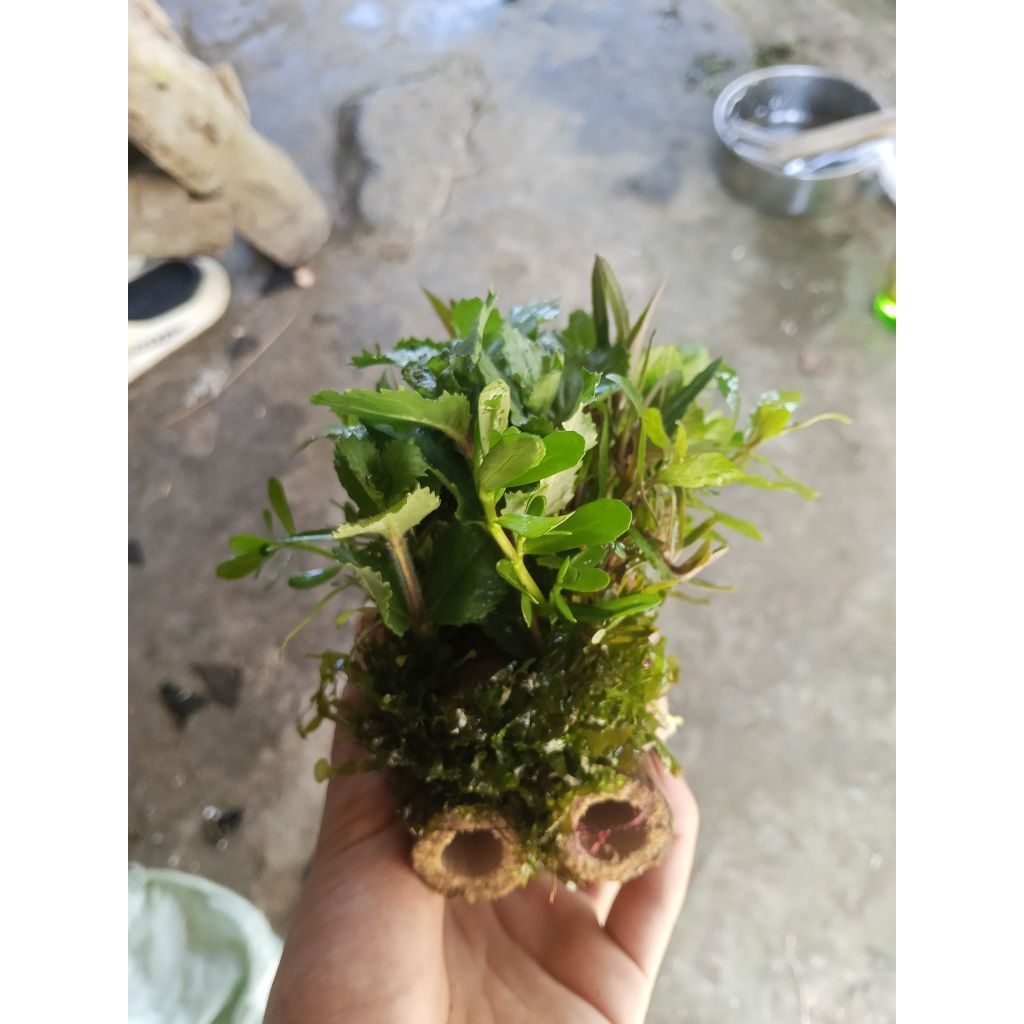 Rumah Udang Hias Media Bambu Tempat Sembunyi Udang