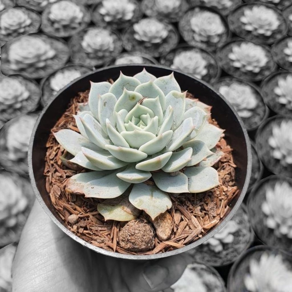 Jual Tanaman Kaktus Sukulen (Echeveria Lilacina) Kaktus mini