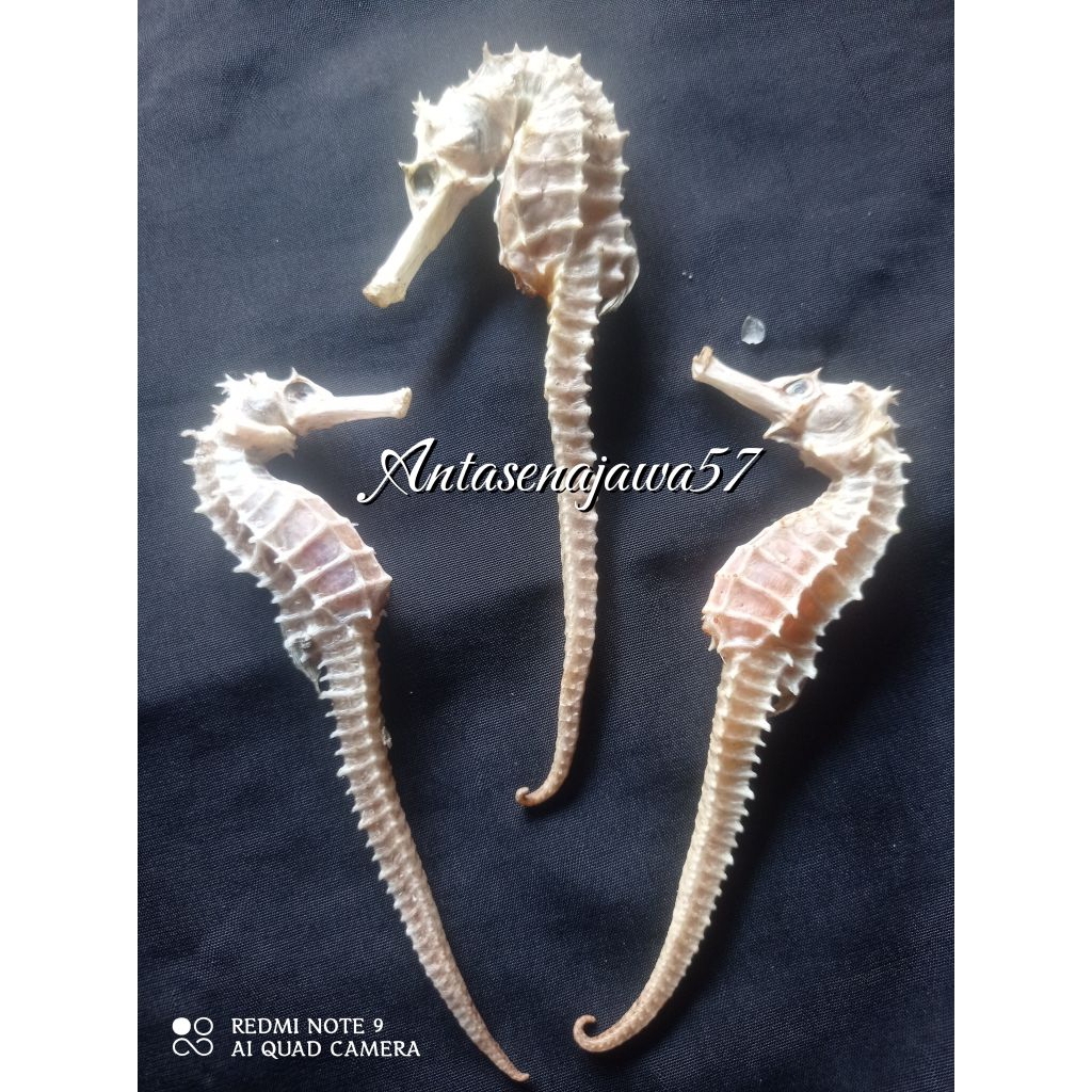 Kuda Laut Kering PILIHAN 100% Original Grade A Super JUMBO uk.11_15cm dari Laut Jawa (1Biji)
