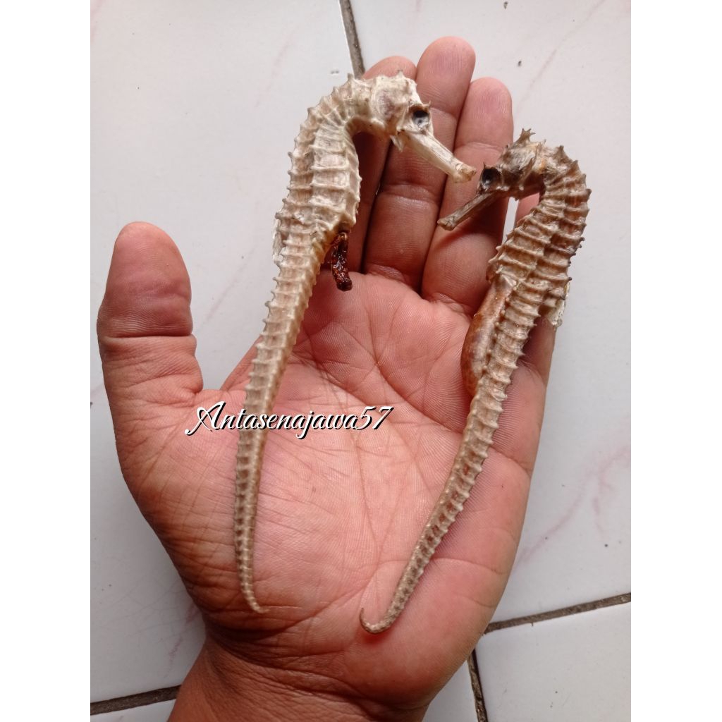 Kuda Laut Kering PILIHAN SUPER JUMBOOO Grade A (1Biji)