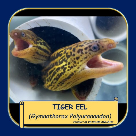 IKAN HIAS AIR TAWAR - TIGER EEL MORAY FRESWATER (IKAN PREDATOR)