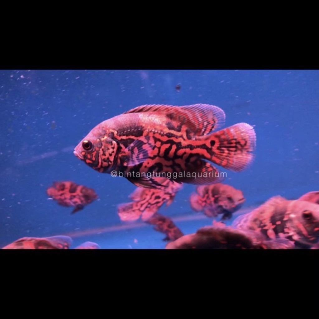 Oscar Black Tiger Good Marking 7-8cm import