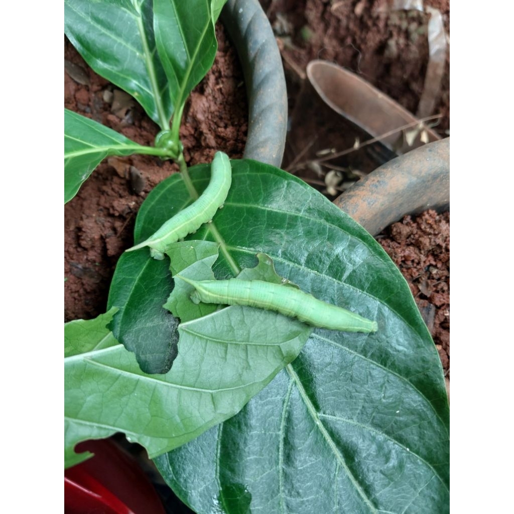 Ulat pace / ulet mengkudu .Umpan gacor untuk bawal ,lele , gurame. ulat pace / ulet mengkudu. umpan 