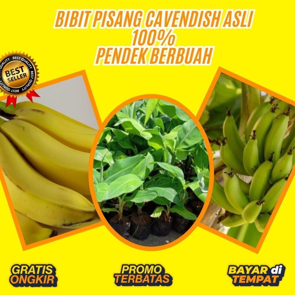 BIBIT BERKUALITAS  Bibit Pisang Cavendish Foto │ Bibit Pisang Cavendish G9