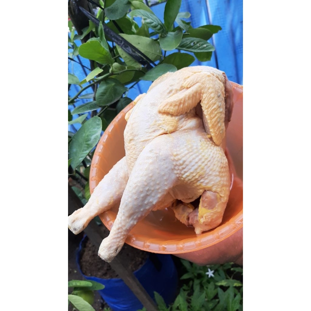 ayam kampung asli, ayam kampung liar, ayam kampung betina, bukan PEJANTAN