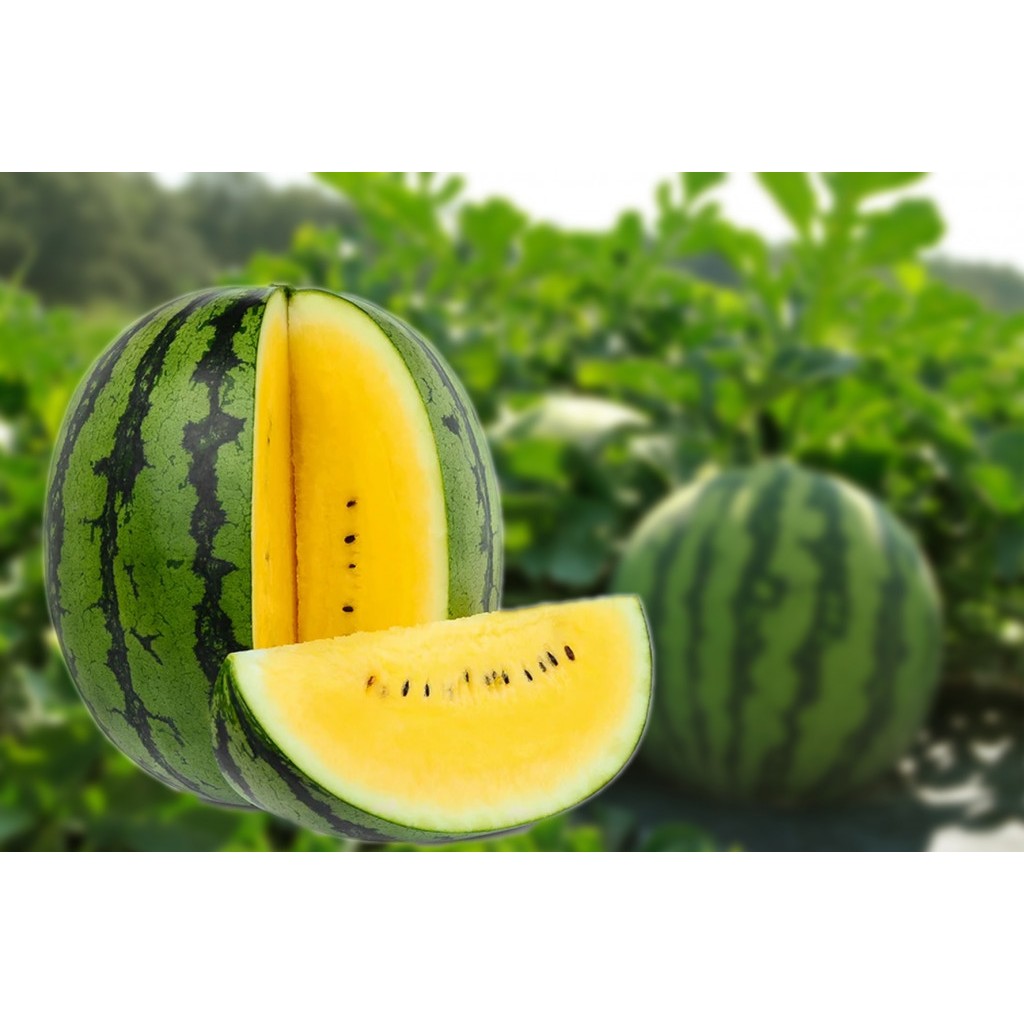 2 Biji Bibit Semangka Non Biji