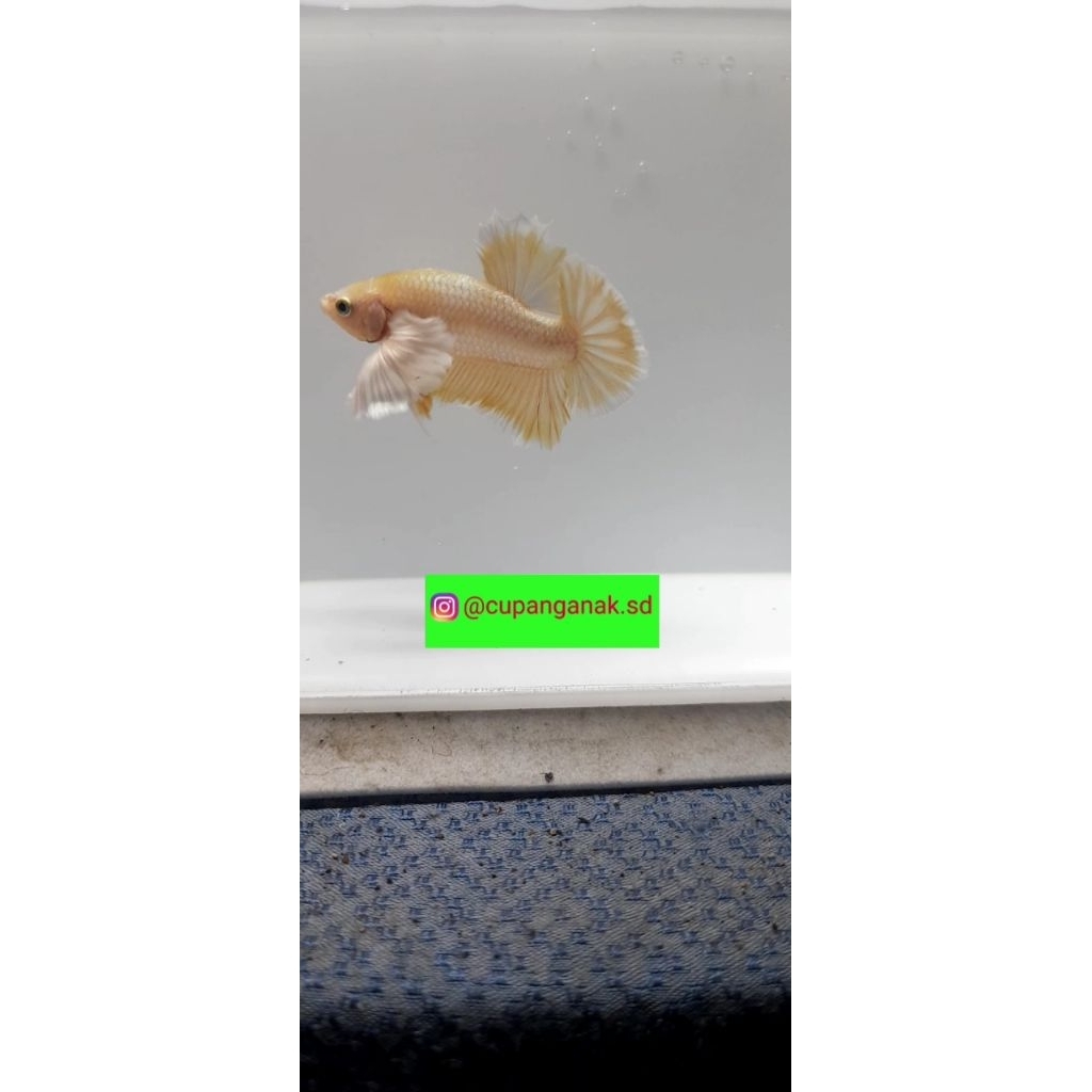 plastik isi cupang dumbo ear gold