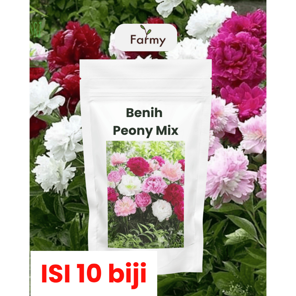 (10 biji) benih bunga Peony / bibit bunga hias peoni cantik