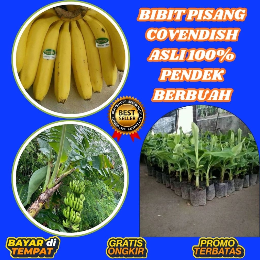 TERBUKTI ASLI  Bibit Pisang Cavendish G9 Bibit Pisang Cavendish Harga