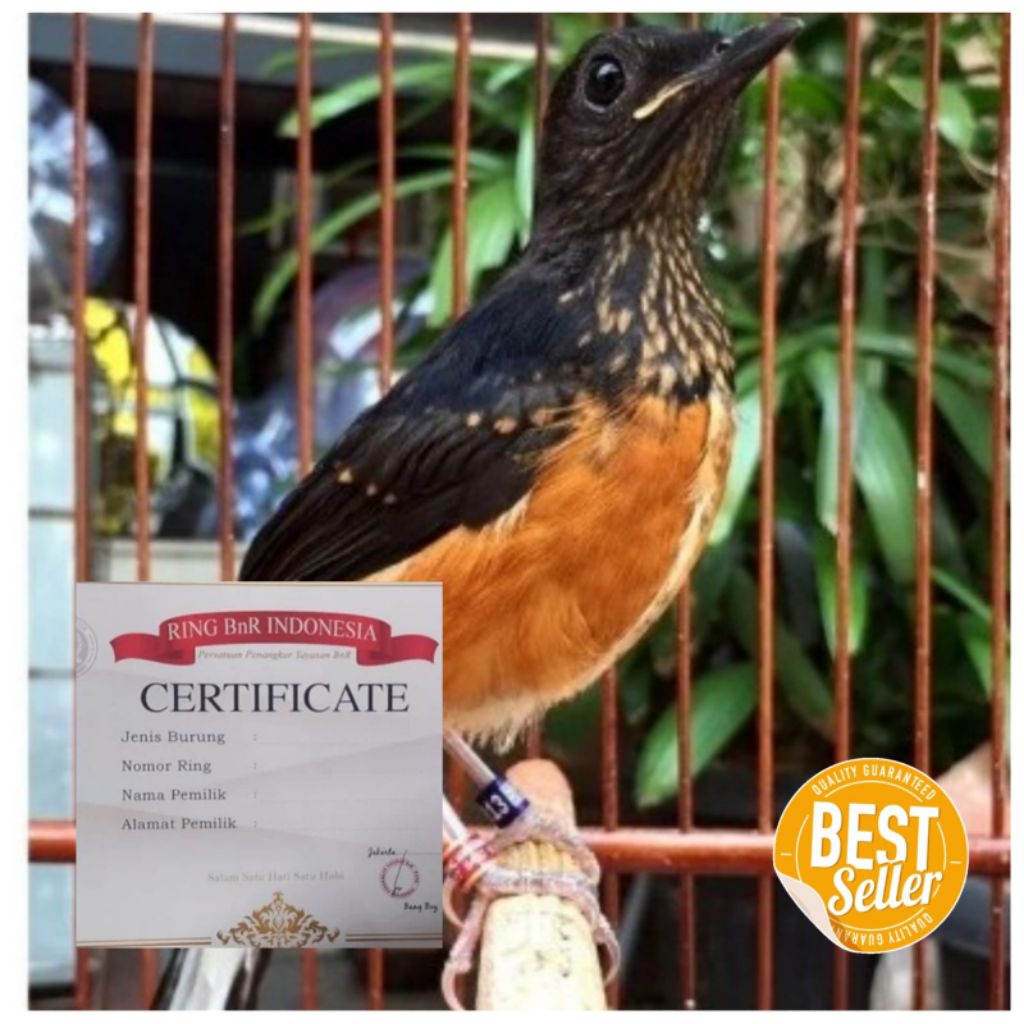 Murai Batu Trotol Jantan Medan Non Gembung garansi garansi jantan ring BNR