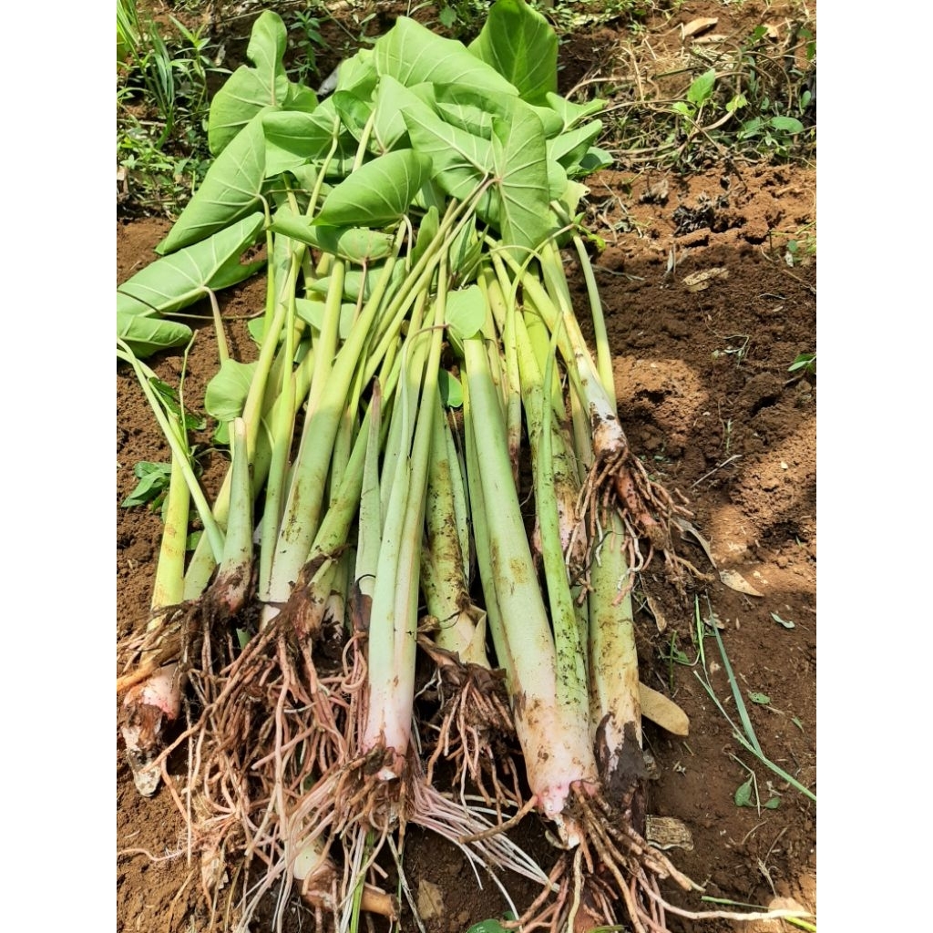 Bibit Talas pratama 2 bogor