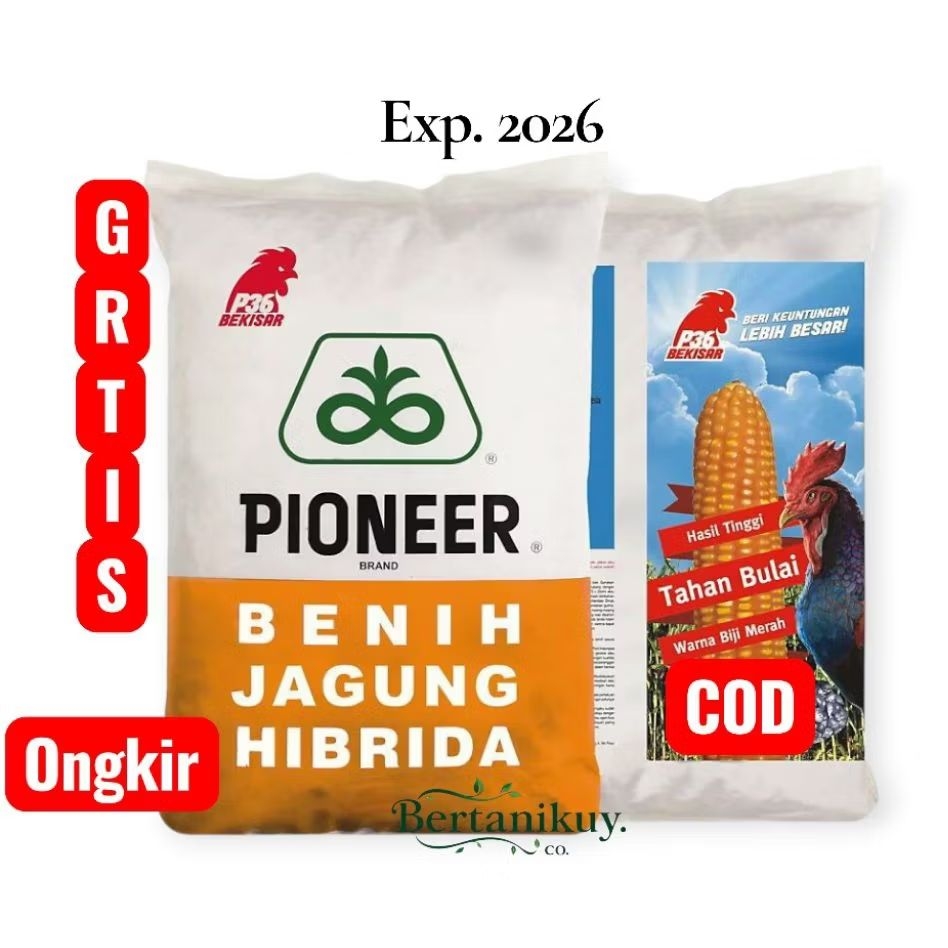 BIBIT JAGUNG PIONEER P36 BEKISAR KEMASAN 1KG ORIGINAL