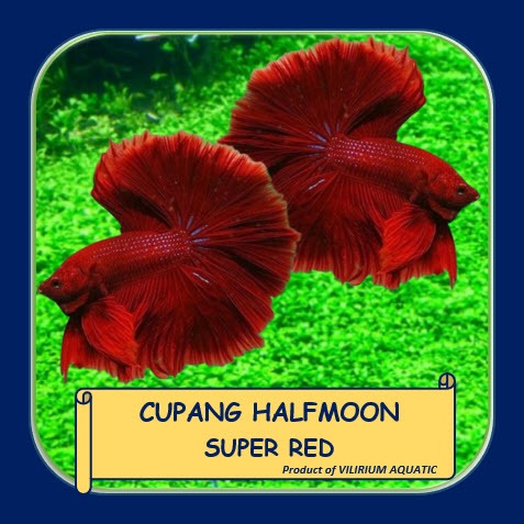IKAN HIAS AIR TAWAR - IKAN CUPANG HALFMOON SUPER RED