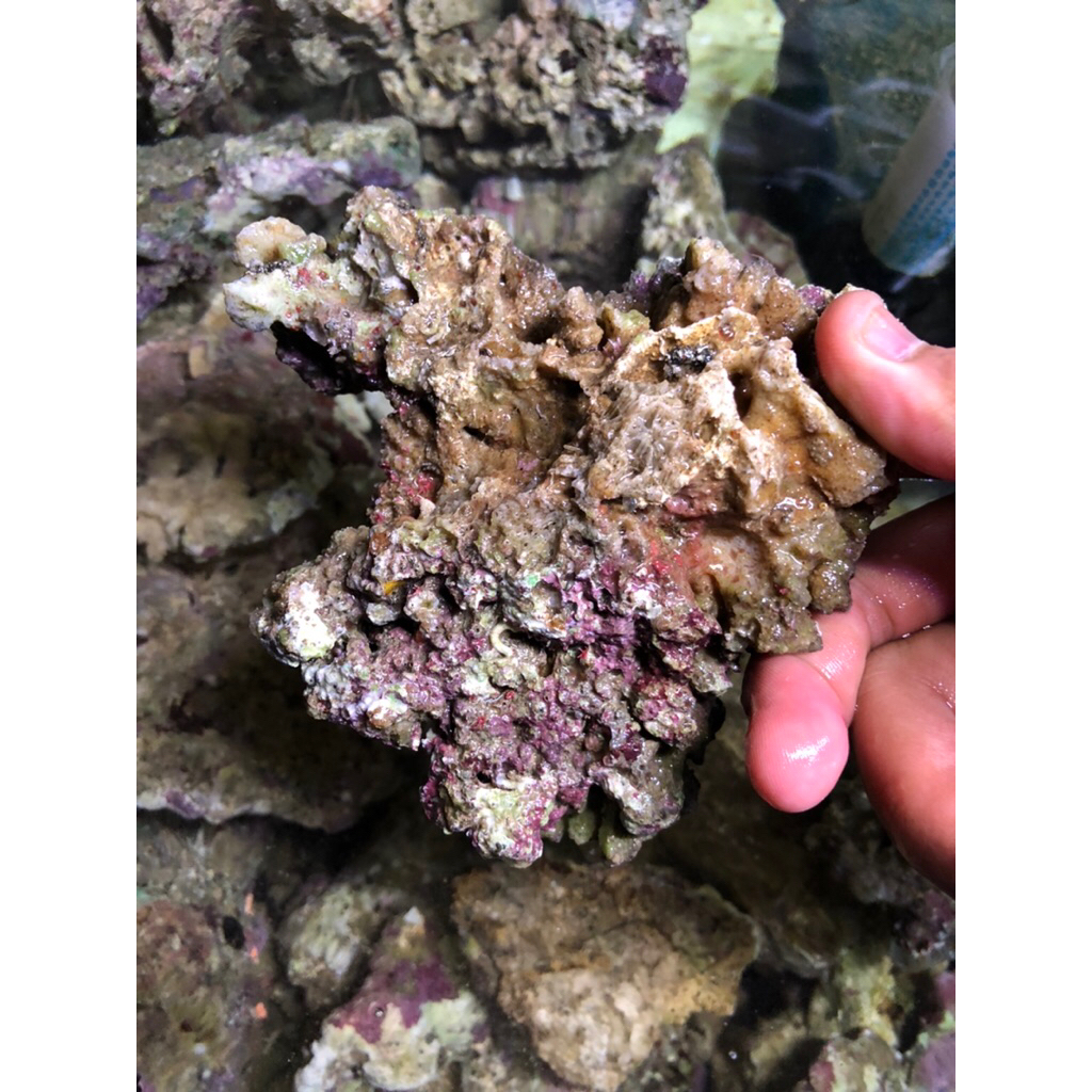 LIVE ROCK SCAPING ORIGINAL