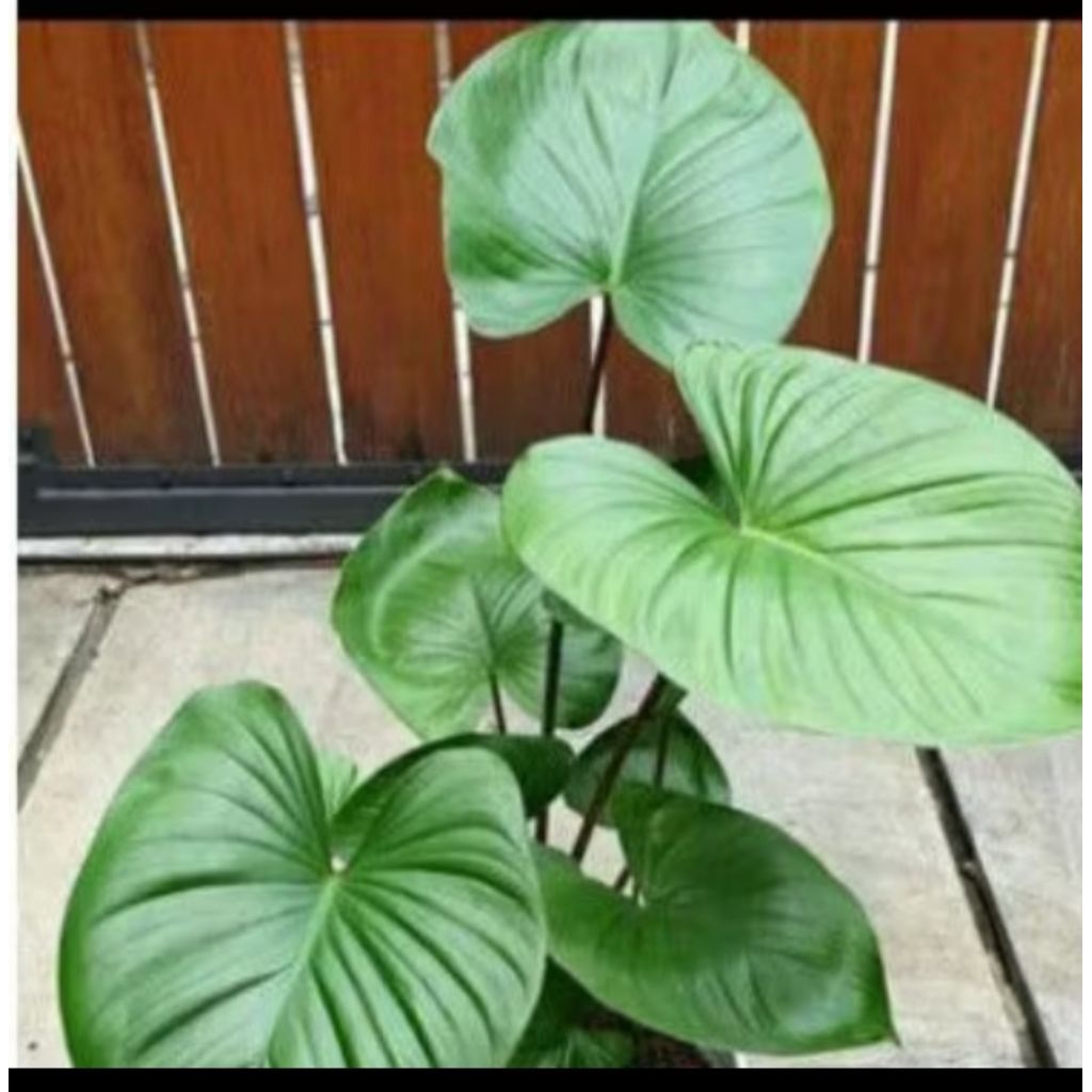 tanaman hias hamalomena hijau