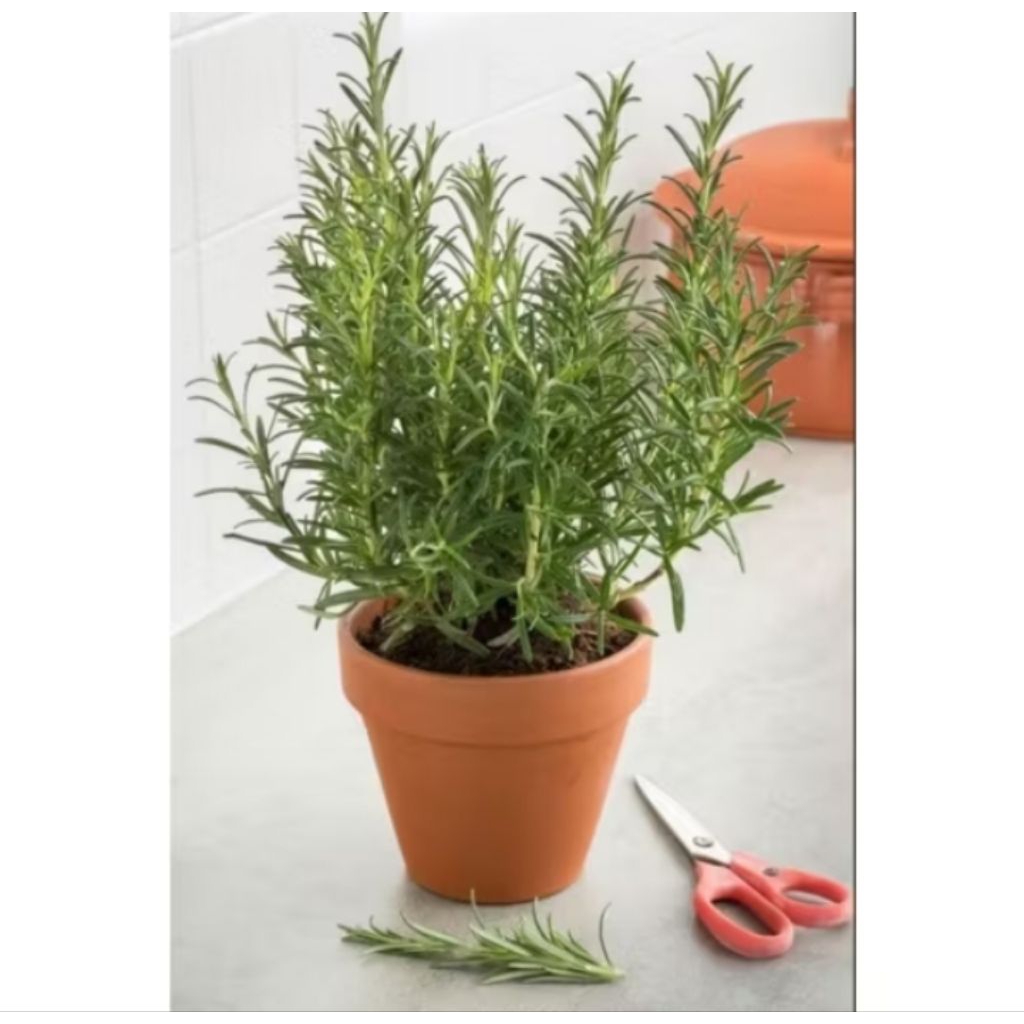 Tanaman herbal Rosemary / Tanaman hias Rosemary segar