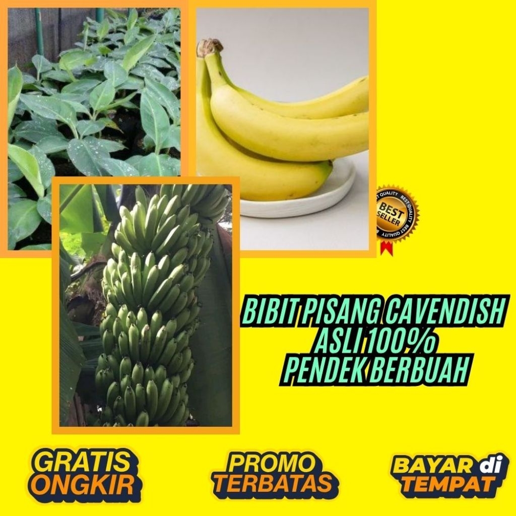 BIBIT SUPER  Tanaman Pisang Cavendish Pendek  Tanaman Pisang Cavendish Super  Tanaman Pisang Cavendi