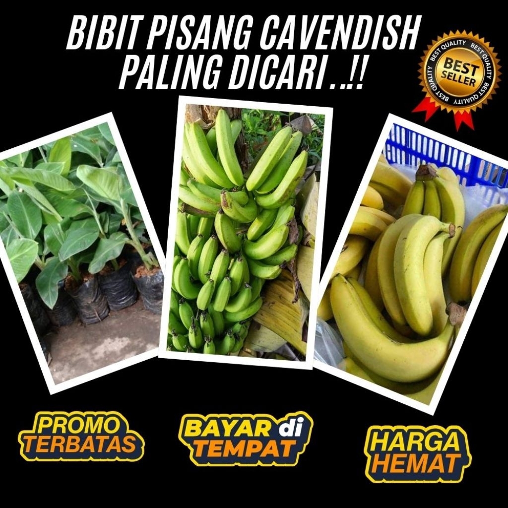 BIBIT SUPER  Tanaman Pisang Cavendish Pendek  Tanaman Pisang Cavendish Super