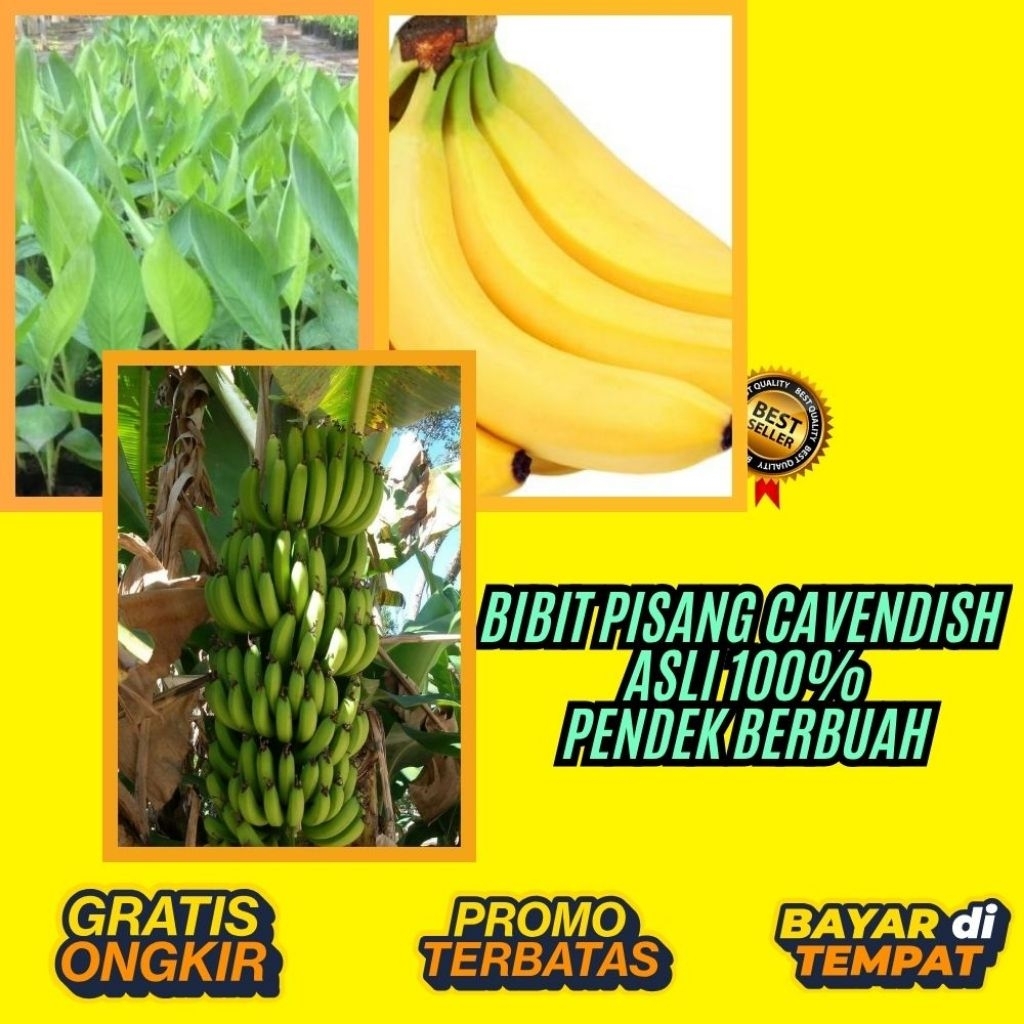 STOK TERBATAS  Bibit Pisang Cavendish Cj40