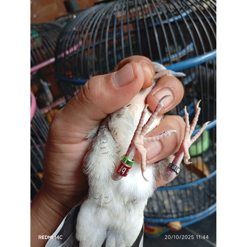 Perkutut Bangkok Piyik Trah Lomba Ring Komplit P3SI Resmi Indonesia