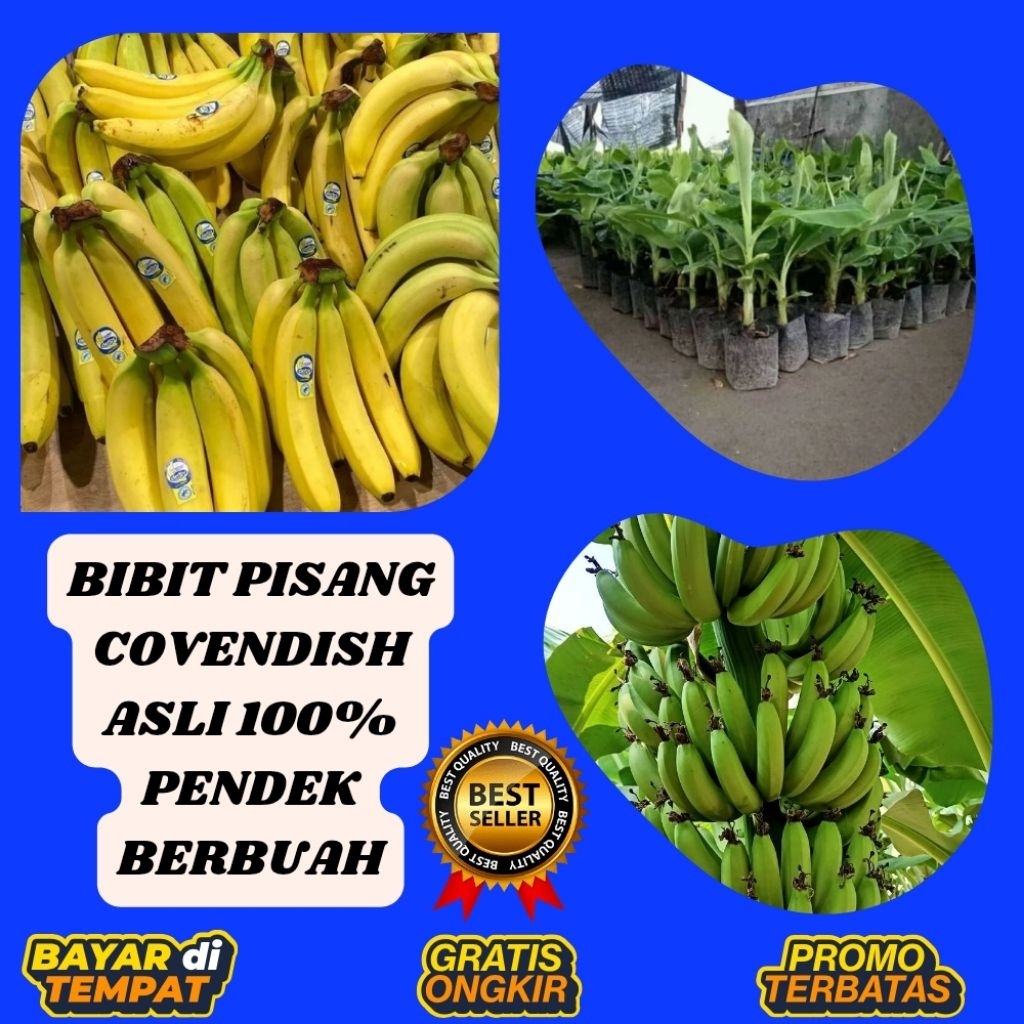 BISA PARTAI  Benih Pisang Cavendish Berbuah  Benih Pisang Cavendish Dalam Pot