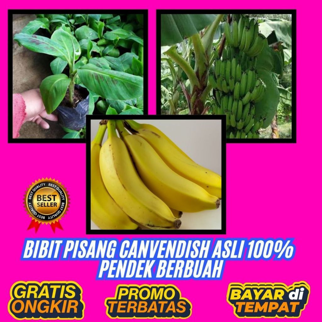 TERBUKTI ASLI  Pohon Pisang Cavendish Kuning  Pohon Pisang Cavendish Mini  Pohon Pisang Cavendish Pe