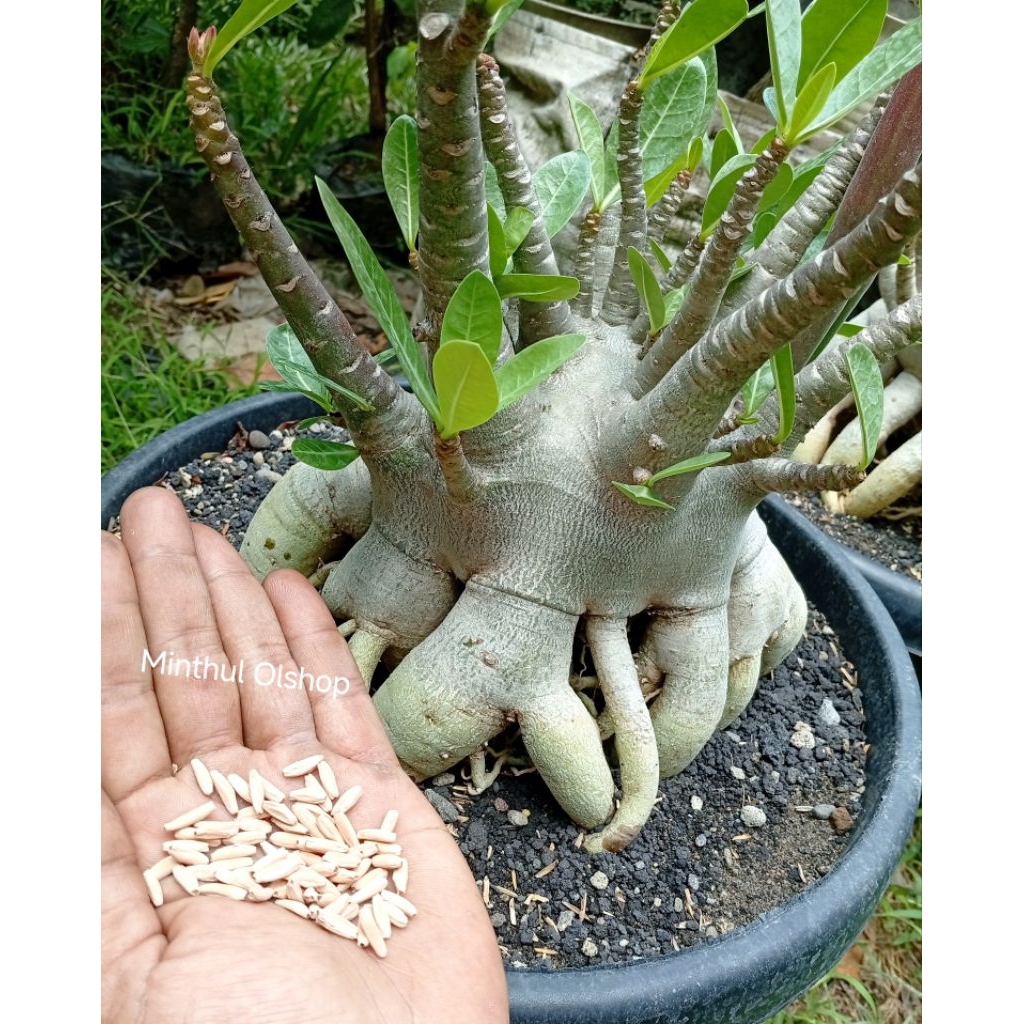Biji adenium arabicum 15 biji