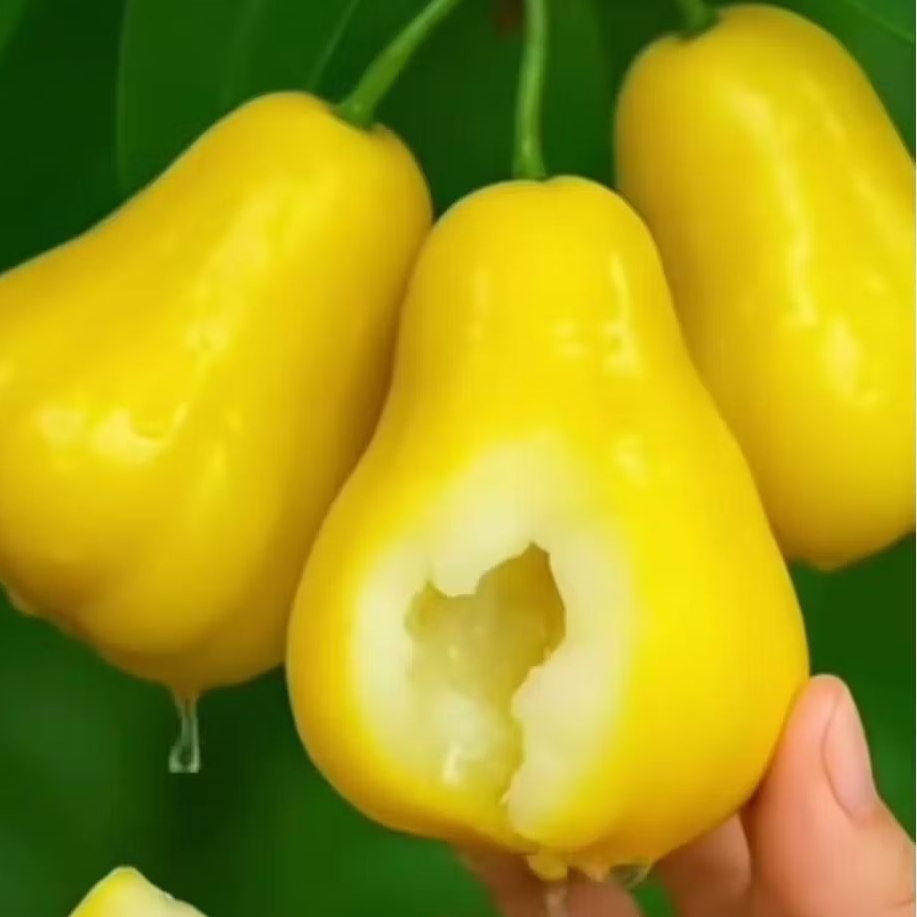 Bibit Jambu Air Madu Kuning Hasil Okulasi | Jambu Air Kuning | Jambu Kuning