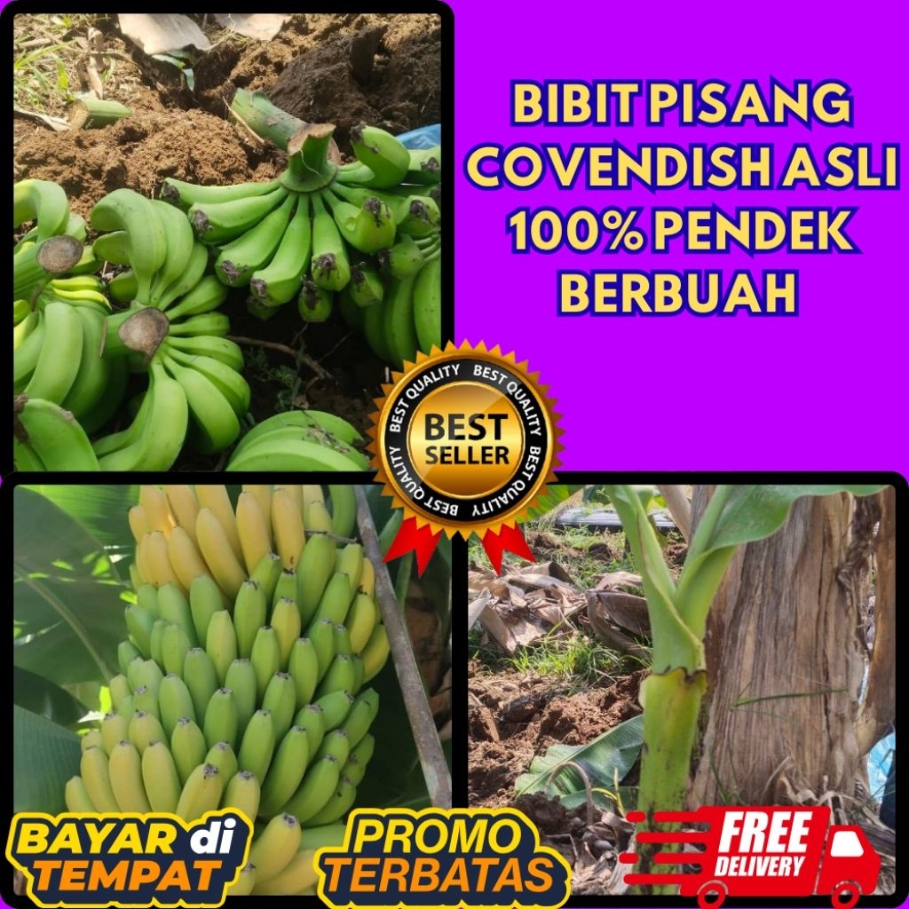 STOK TERBATAS  Bibit Pisang Cavendish Cj40