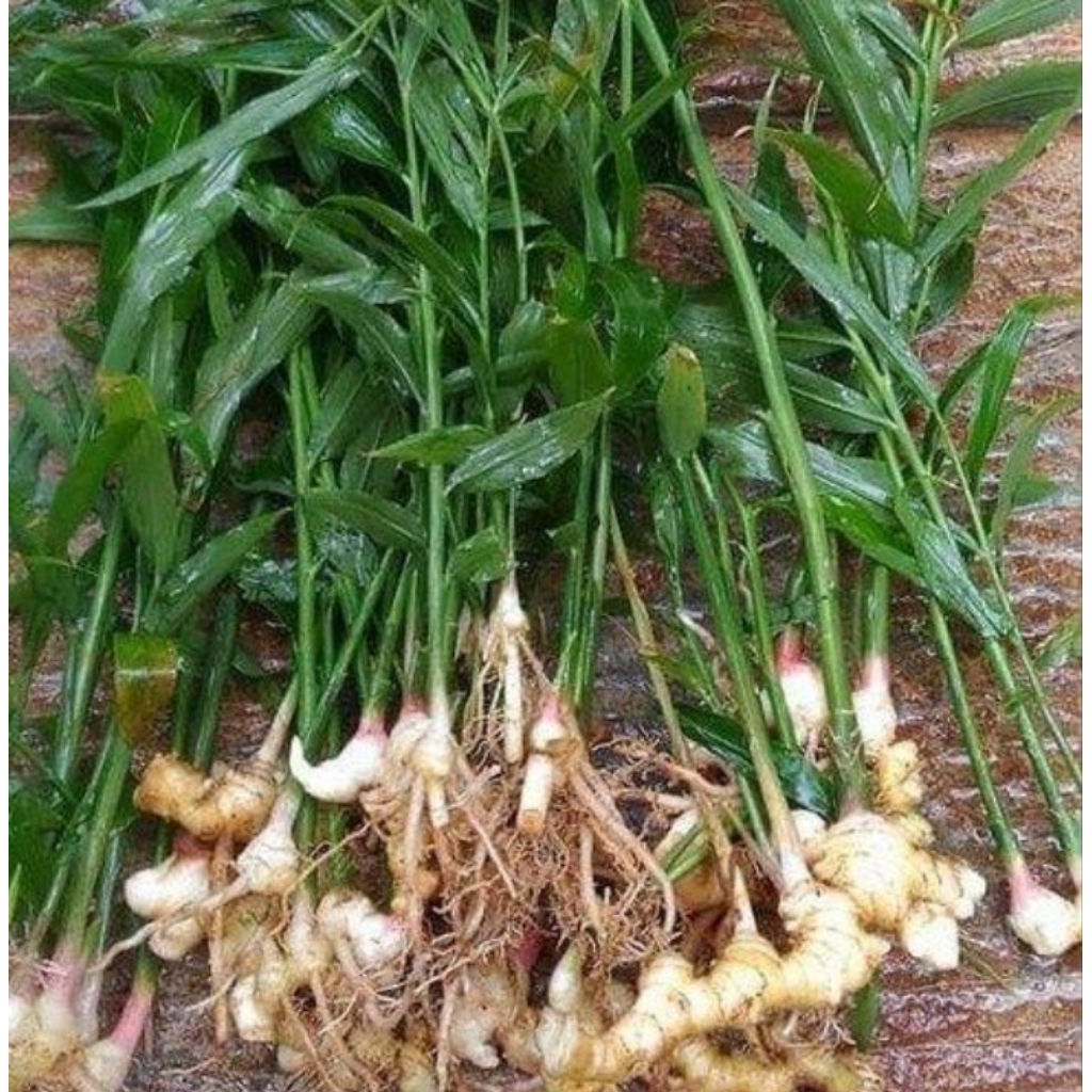 bibit tanaman jahe emprit siap tanam