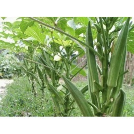 SUBUR - Bibit Okra Hijau