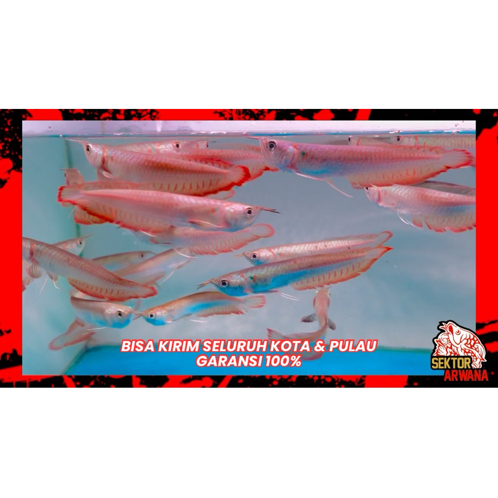 Paket 2 Ekor Ornamen Akuarium Arwana Silver Red 12cm Arowana Silver Brazil Aksesoris Dekorasi