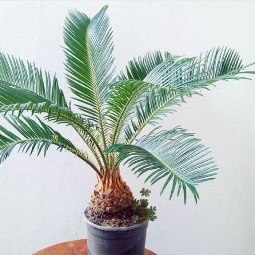 Tanaman hias Palem sikas/pohon palem sikas