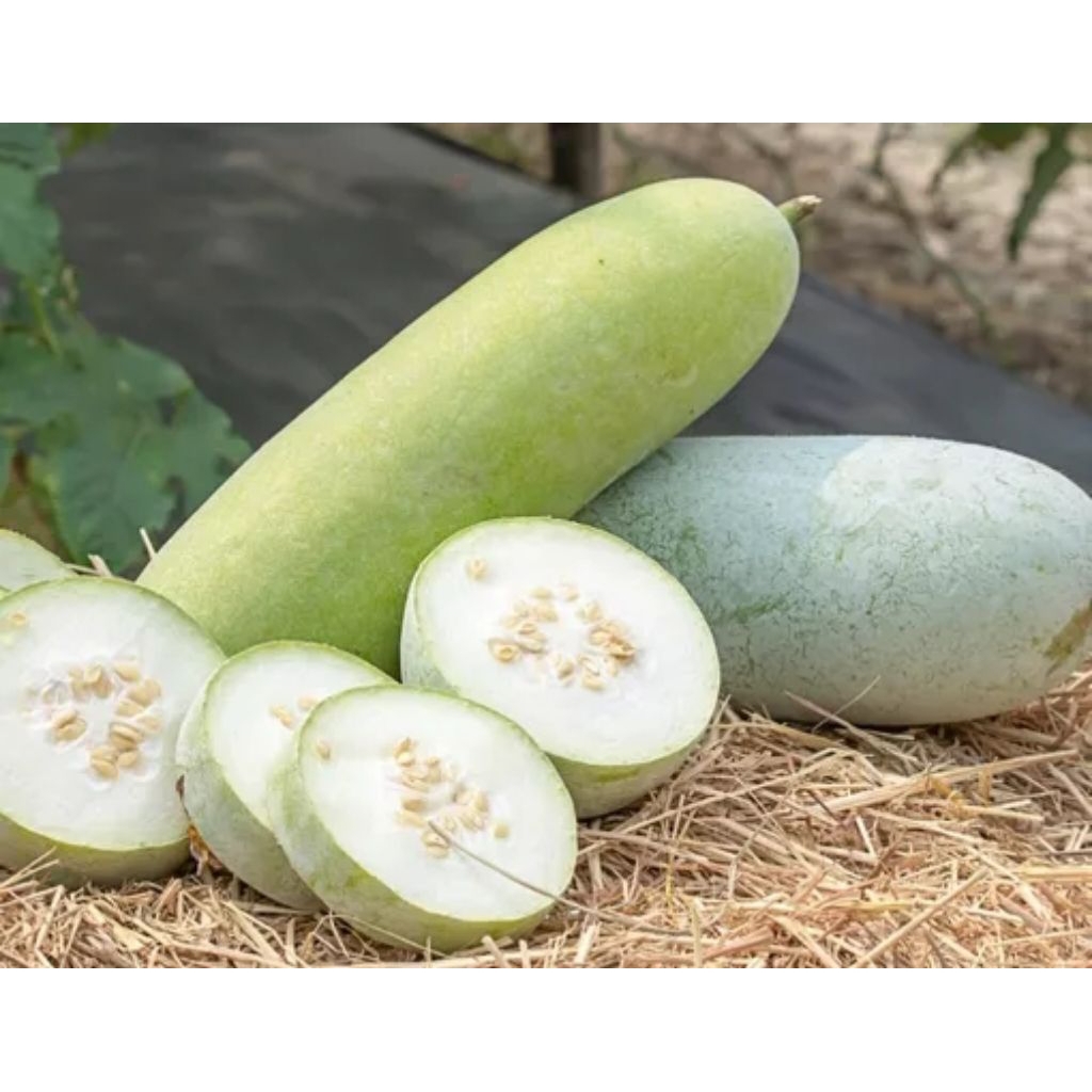 ( 70 butir ) biji/benih buah kundur