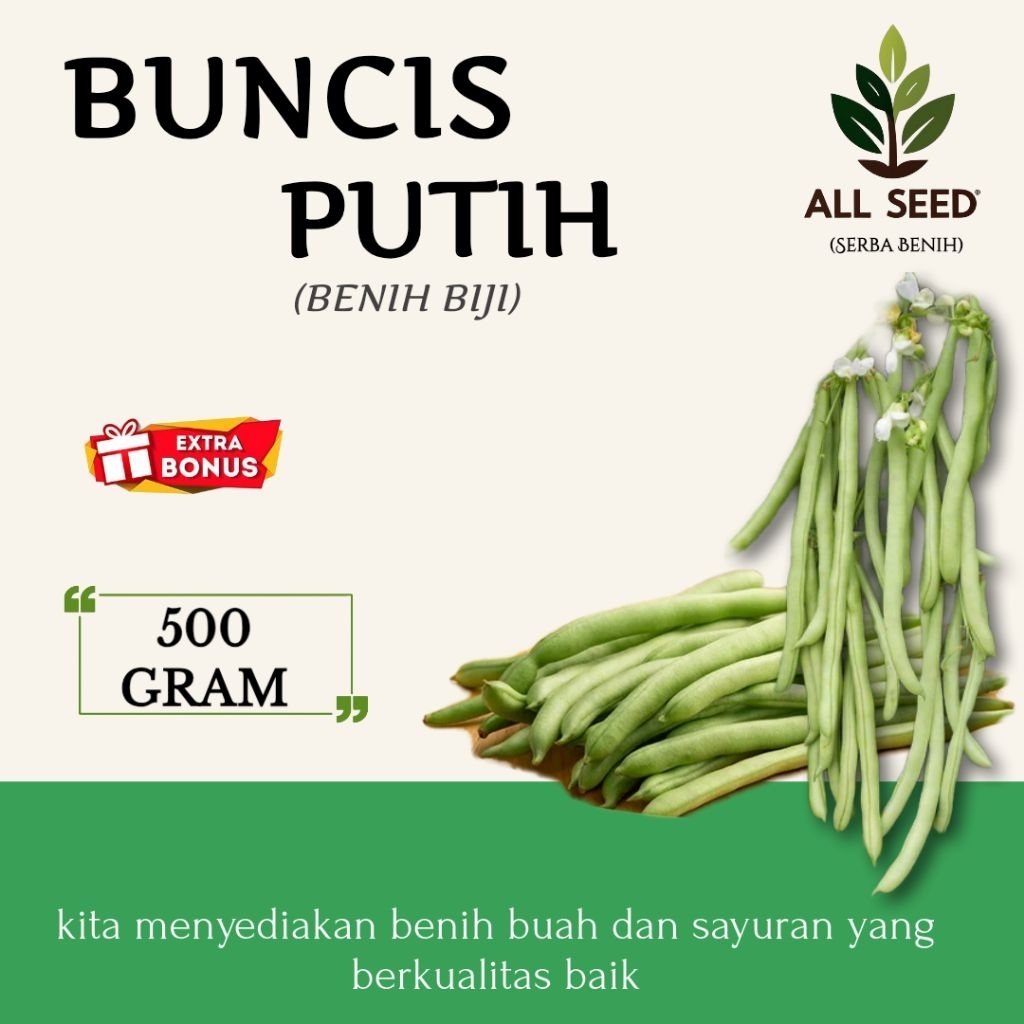 ( 500 gram ) Benih buncis biji putih | bibit biji buncis | buncis biji putih