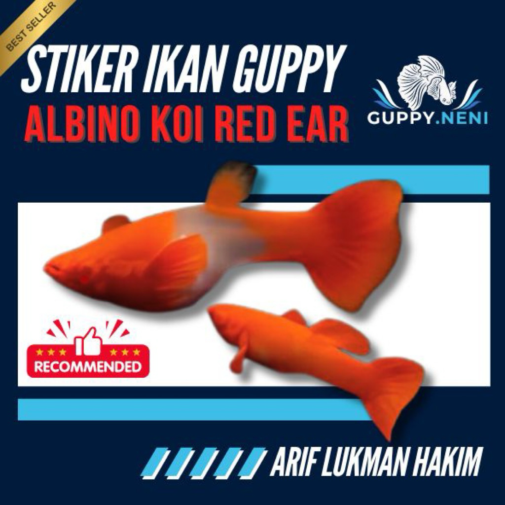 STIKER IKAN GUPPY ALBINO KOI RED EAR