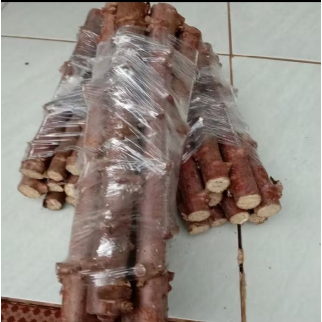 tanaman pohon singkong mentega/batang singkong mentega 3batang