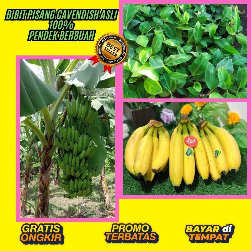 ASLI  Pohon Pisang Cavendish Mini  Pohon Pisang Cavendish Pendek  Pohon Pisang Cavendish Sunpride