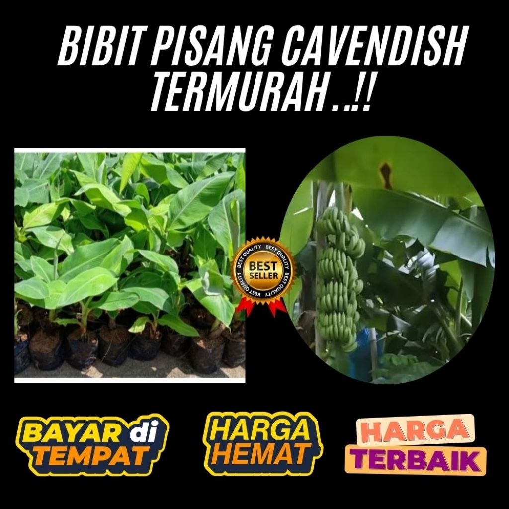 PROMO  Bibit Pisang Cavendish Asli  Bibit Pisang Cavendish Cj40