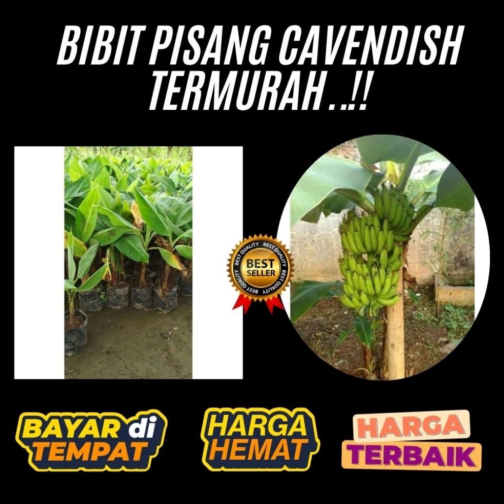 BIBIT BERKUALITAS  Bibit Pisang Cavendish Foto Bibit Pisang Cavendish G9