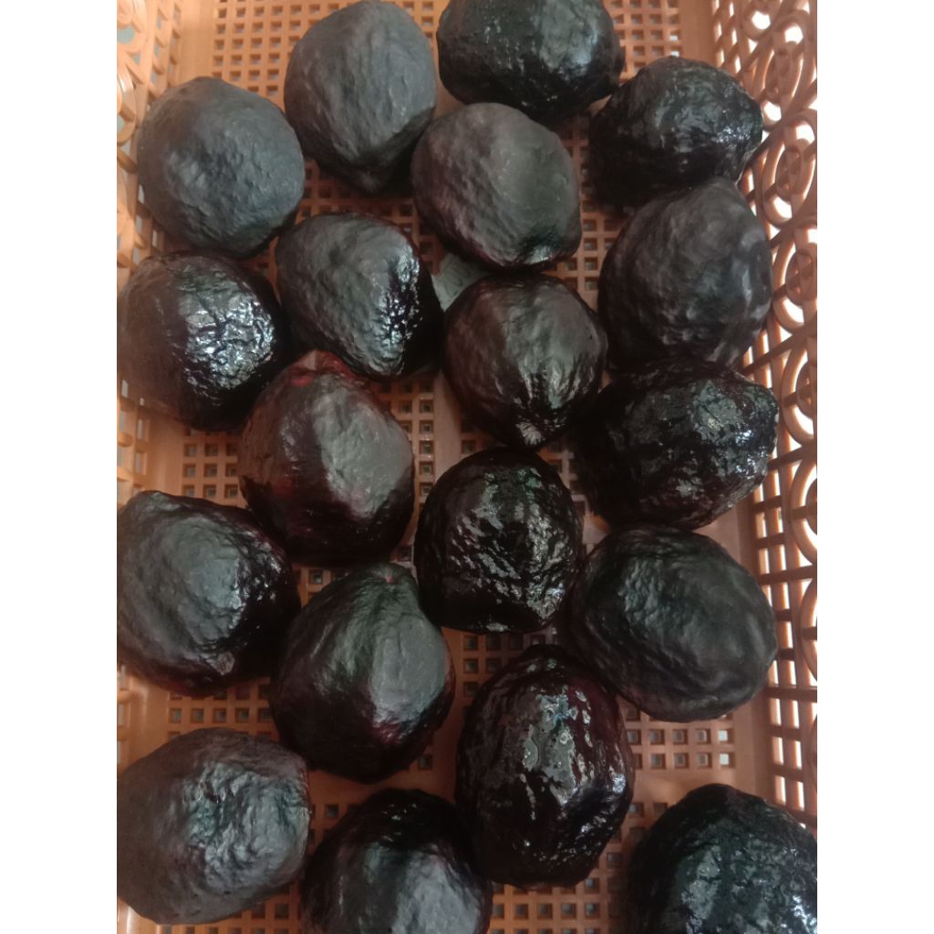 1 PCS MAINAN MUNCANG ADU JENIS JAYANTI BATOK TEBAL