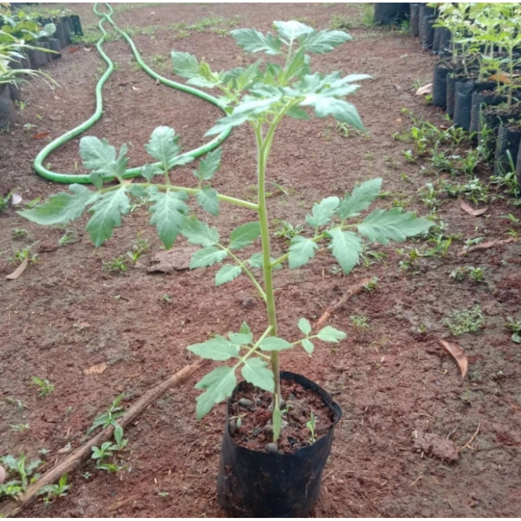 Pohon tomat - Bibit pohon tomat