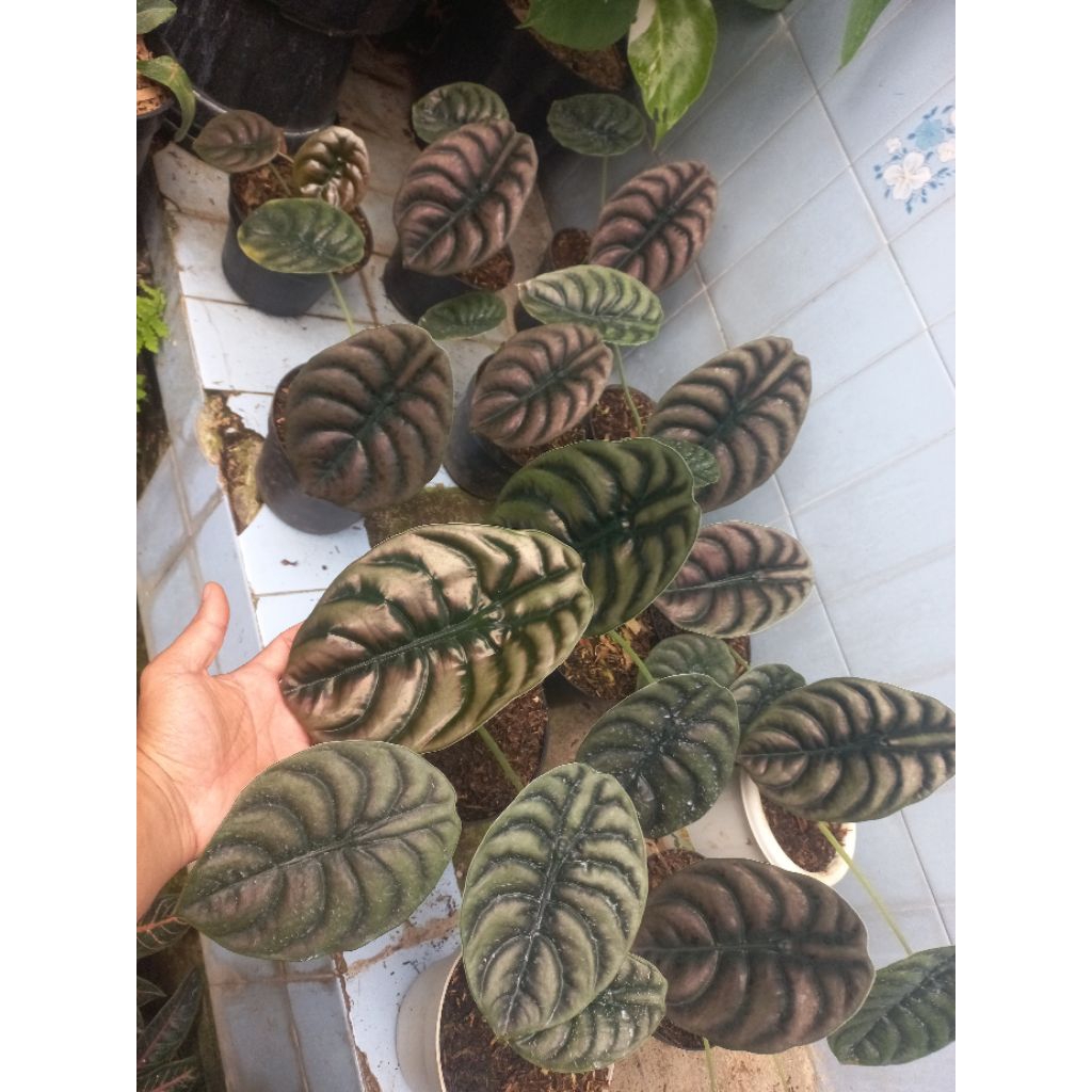 Alocasia Cuprea / Keladi Tengkorak