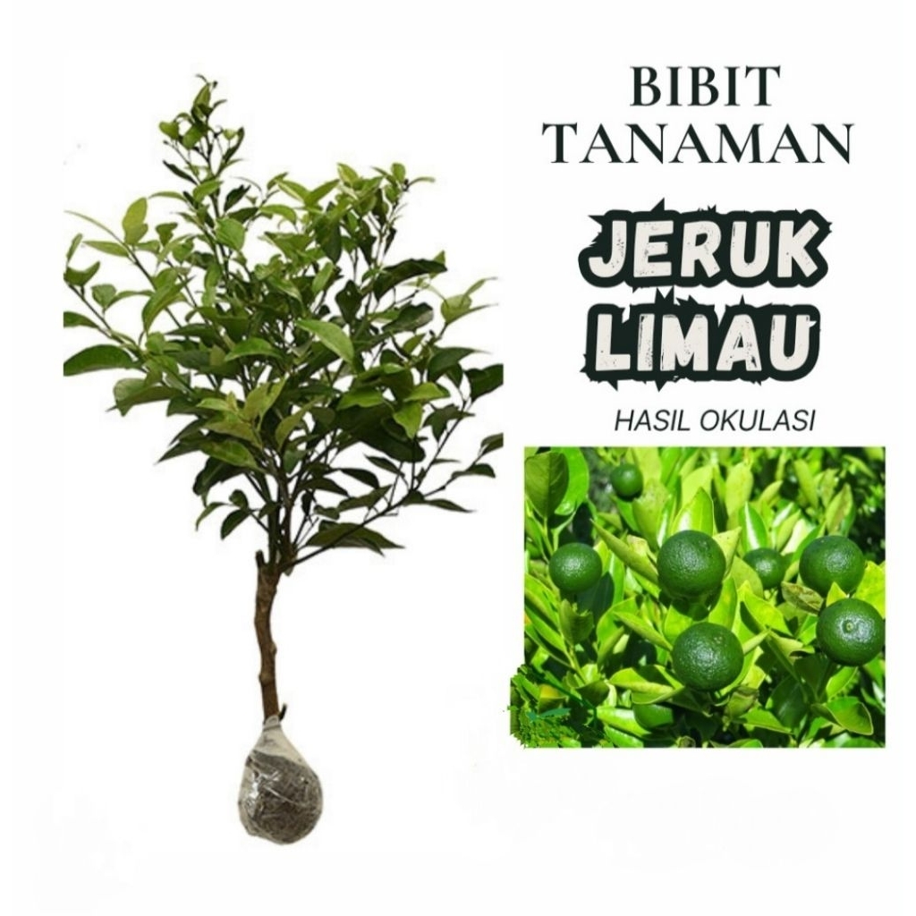 bibit jeruk limau hasil okulasi bibit jeruk limau sambal bibit jeruk limau super rimbun