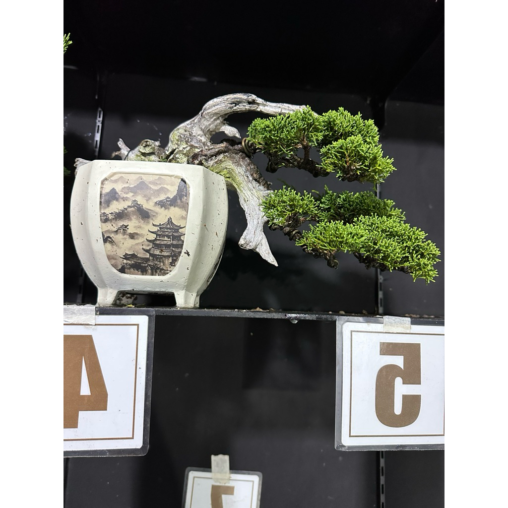 bonsai cemara tanuki