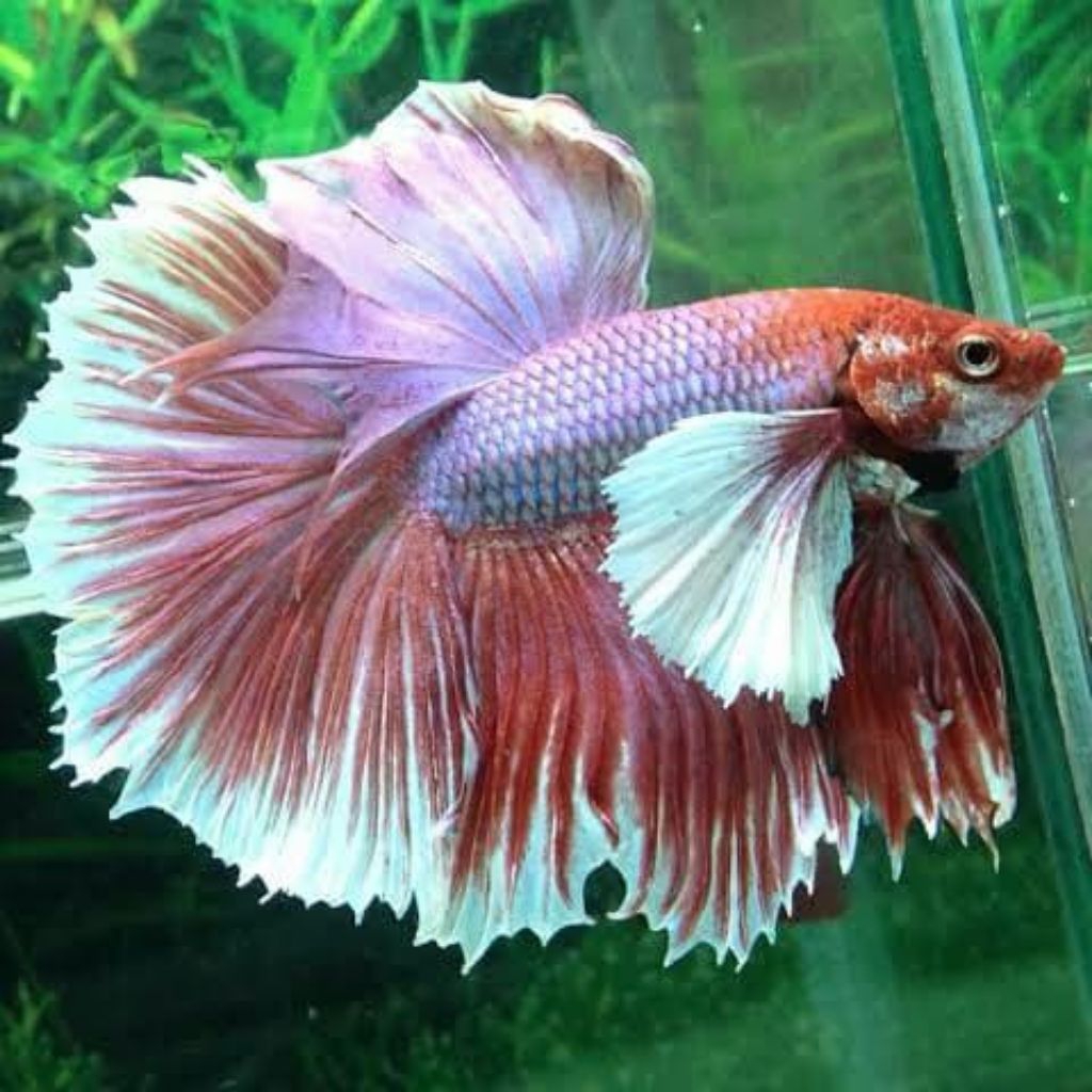 Ikan Cupang Halfmoon Dumboear Lavender